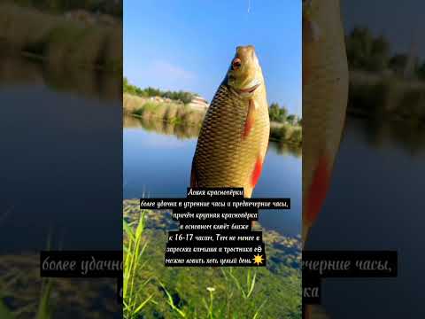 во сколько ловится