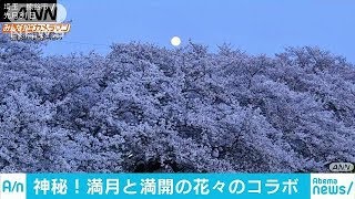 ブルームーンが照らす　満開の桜と菜の花が神秘的に(18/04/01)
