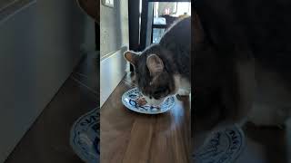 cat enjoying wet food! reaction in the end 💕