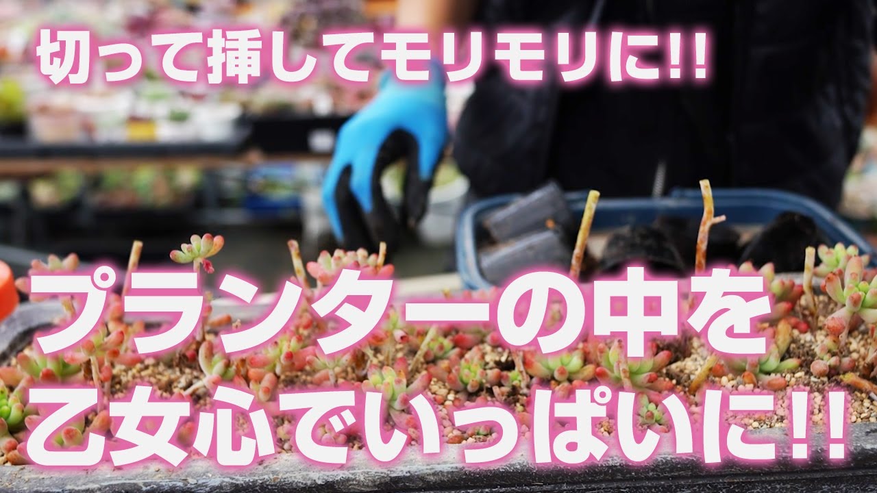 Succulents] Fill your planter with feminine charm! Cut and plant