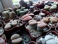 Полив сеянцев литопсов. Lithops " drink". Продолжение.