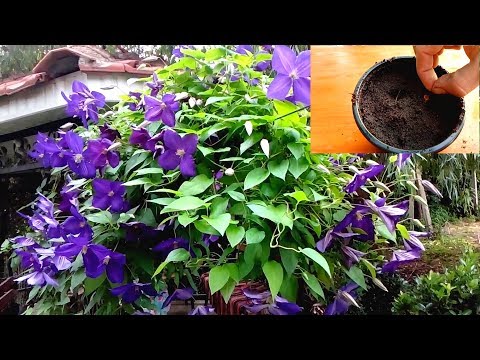 Video: Plante Og Ta Vare På Clematis Utendørs For Nybegynnere: Hvordan Plante Om Våren, Høsten Og Sommeren? Hvordan Velge Et Sete? Hvor Langt Fra Hverandre Bør Frøene Plantes?