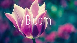 Dabin - Bloom ft. Dia Frampton (Lyrics)