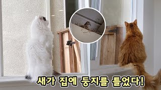 A Bird Makes a Nest on My Home! My Cat Found It! by 꼬부기아빠 My Pet Diary 32,911 views 4 years ago 2 minutes, 6 seconds