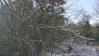 Daggerfall - Over Snow