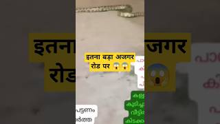 truck के आला आया इतना बड़ा अजगर??