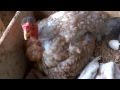 Tirando a galinha de pinto do ninho após ter chocado todos os ovos.