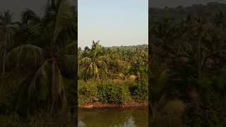 Goa | Arambol road | Come to Goa |  #goavlog #arambol #visitgoa #goavlog #гоаблогер