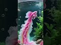 beautiful fish 🐟 #colours full #fish #national fish 🐟 #different #types #fish