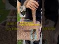 Мастер класс по этой сумке на канале #вязанаясумка #сумкавязанаякрючком #сумкакрючком #пряжабукле