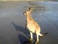 Meeting kangaroos on the beach, Australia, 2006