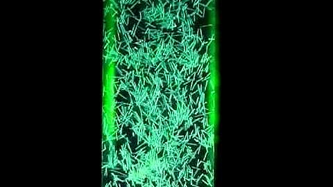 Fluctuations and Instability in Sedimentation: Supplemental Video 2