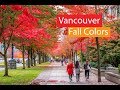 Vancouver Canada Falls Autumn Colors | Fall Foliage