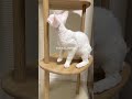 ご家族様募集中!お問い合わせはInstagramの@devonrex_jpnまで。 #デボンレックス #devonrex #でぼんれっくす #デボンレックスブリーダー #キャッテリー #子猫