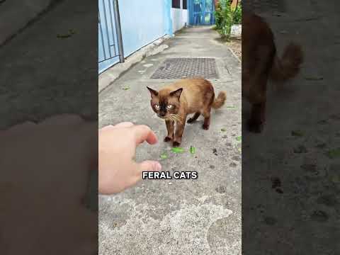 How To Tame A Feral Cat