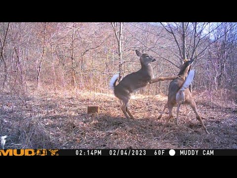 Checking A Trail camera! (Big bucks)