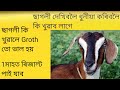 ছাগলী groth ভাল কৰিবলৈ কি খুৱাব //ছাগলী দেখিবলৈ ধুনীয়া কৰিবলৈ কি খুৱাব লাগে //