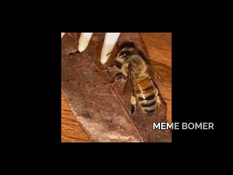 my-first-meme-compilation-ever