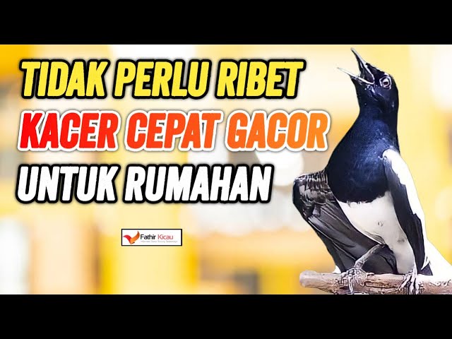 Cari Rawatan Kacer Tanpa Ribet || Untuk Gacor Di rumah || Fathir Kicau class=