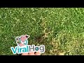 This is How to Catch Moles Alive...If You Have the Gift! || ViralHog