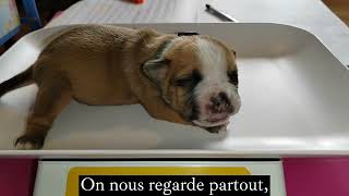 Bulldog Continental- les premiers chiots by Pôle Canin Artémis 275 views 5 months ago 2 minutes, 7 seconds