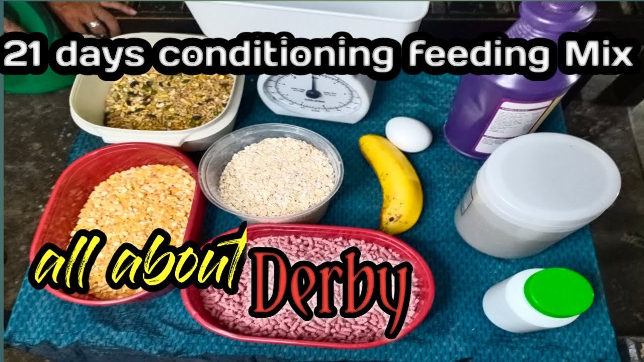 21 Days Conditioning Feeding Mix All About Derby (Kamanokis)