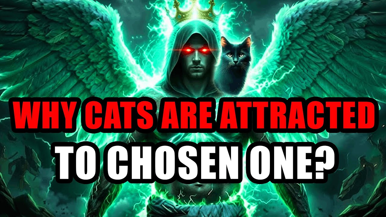 Chosen One: Cats Are Drawn To You! They Sense The Light Humans Can't See