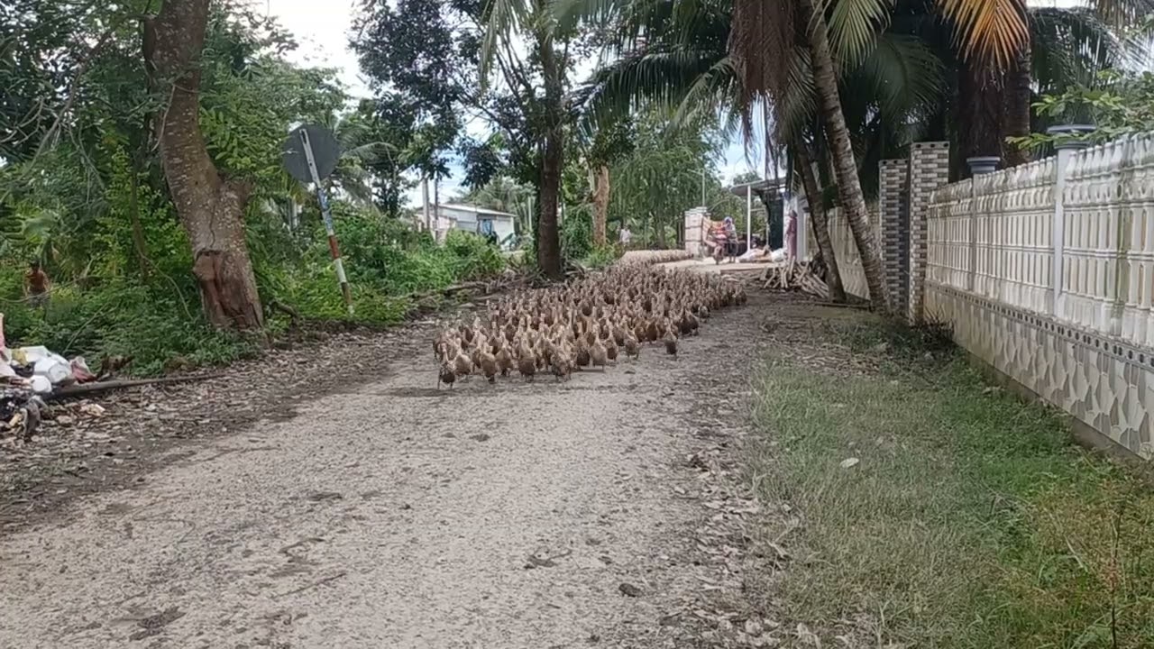 Đàn vịt về chuồng