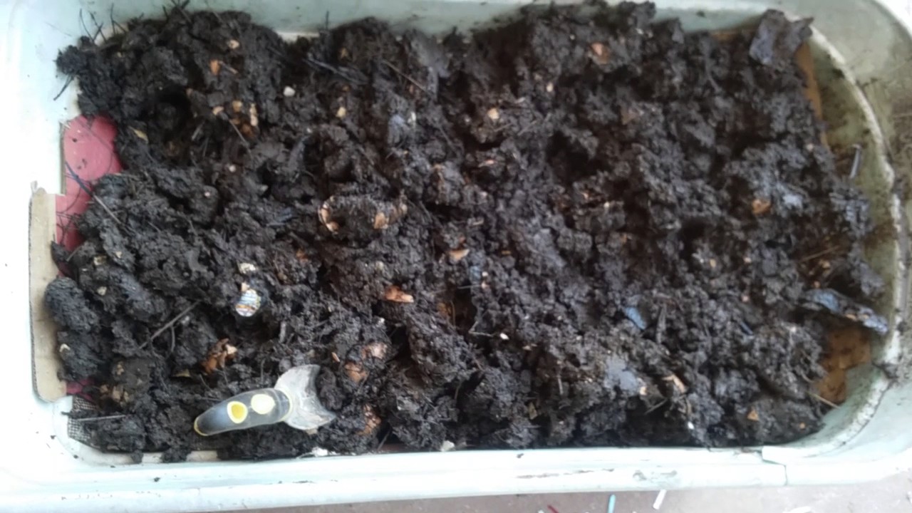 update 7/21 worms died from heat or mealworms YouTube