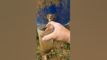 DO THIS IF YOUR TOMATOES HAVE BLOSSOM END ROT #shorts
