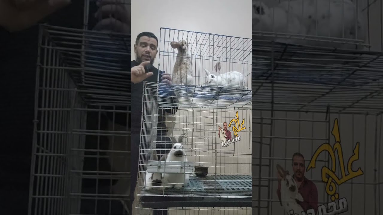 حلقة(1)تربية الارانب البيور في المنزل .مقاس الاقفاص ونوع السلالة 🏆🥇