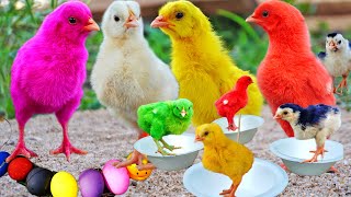 Catch millions of chicks, colorful chicks, smart chicks, chirping chicks baby cute animals