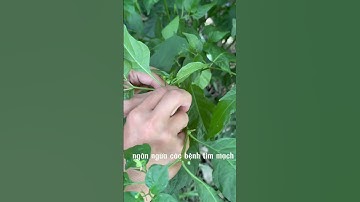 Lá ớt siêu ngon và bổ dưỡng #otcay #otcaynhatthegioi #huongdannauan