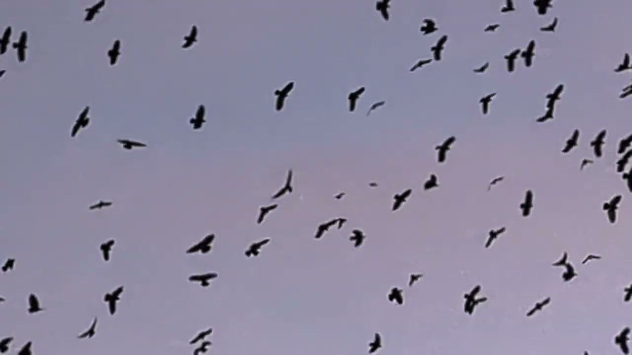Hundreds of Crows in Downtown Portland Oregon flying near the Portland Art Museum.