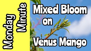 Monday Minute- Mixed Mango Bloom on 'Venus' Mango