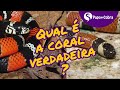 COBRA CORAL: como reconhecer? | Papo de Cobra