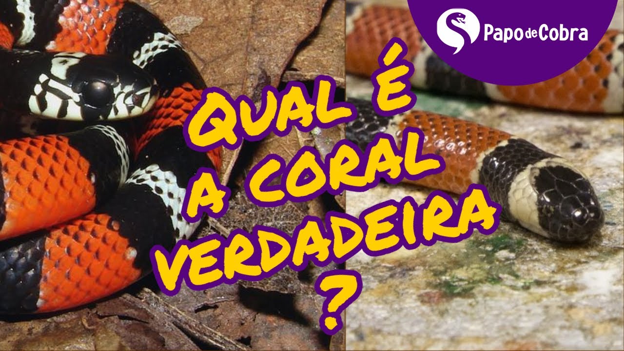 Cobra coral - Répteis - InfoEscola