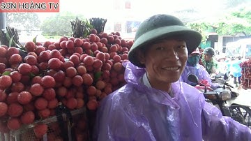 Cập Nhật Giá Vải Thiều Lục Ngạn 19/6/2020 tại Tân Hoa ( Luc Ngan litchi )