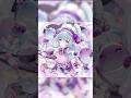 Happy Birthday, Yumemizuki Mizuki!｜Genshin Impact #HoYoverse #HBD #GenshinImpact #YumemizukiMizuki