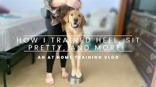 How I trained my service dog to heel, sit pretty, and more! | An at home dog training Vlog 💪🏼🦮🏡