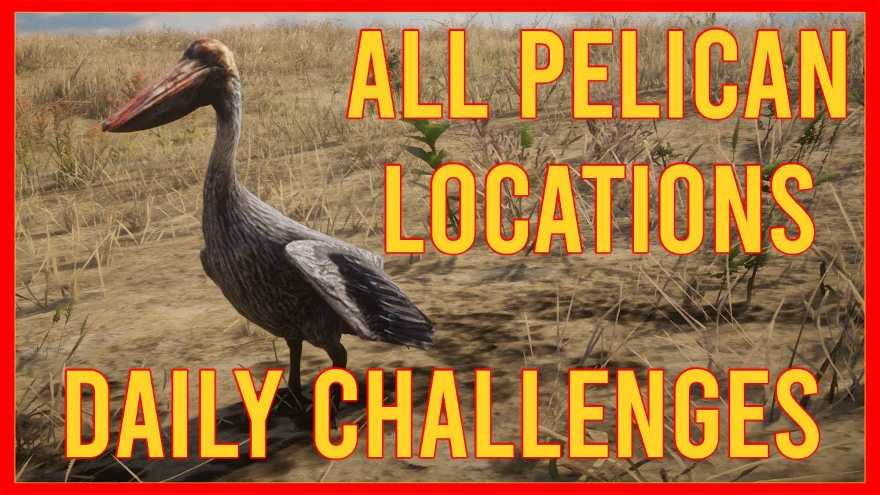 Pelican - Daily Challenges - Red Dead Online - YouTube