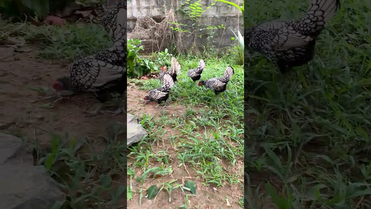 Village life” Farming SEABRIGHT Chicken at Dawn 🤗😍/FPB favorite pet book 