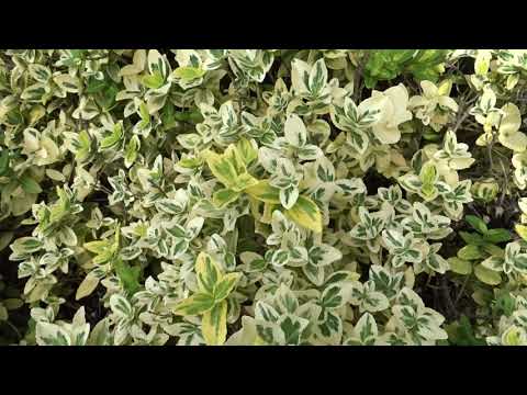 Video: Euonymus - Euonymusove Listy, Kvety A Plody Euonymu. Japonský Euonymus, Forchuna, Bradavičnatý, Krytý, Okrídlený, Trpaslík