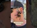 Bo the Texas Brown Tarantula: Unveiling a Super Cool Spider! #spider #spiders #tarantula