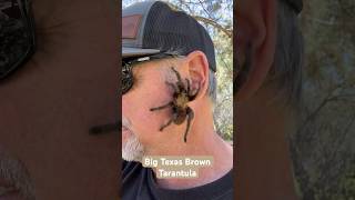 Bo the Texas Brown Tarantula: Unveiling a Super Cool Spider! #spider #spiders #tarantula