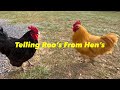 How To Tell Hens Apart From Roosters