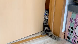 寝室のドアを開けたら寂しがり屋の猫が待機していてこうなりましたw