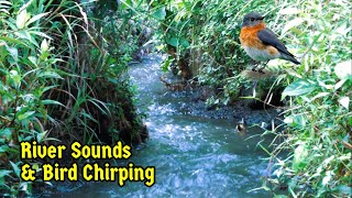 River Sounds and Bird Chirping : Nature's Melody for Stress Relief .WATER SOUND FOR FOCUS & SLEEP