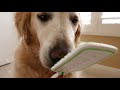 Dog asmr 2 hours  english cream golden retriever licking orapup tongue cleaning brush  round two