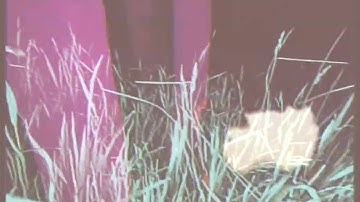 Echo In - To Connect